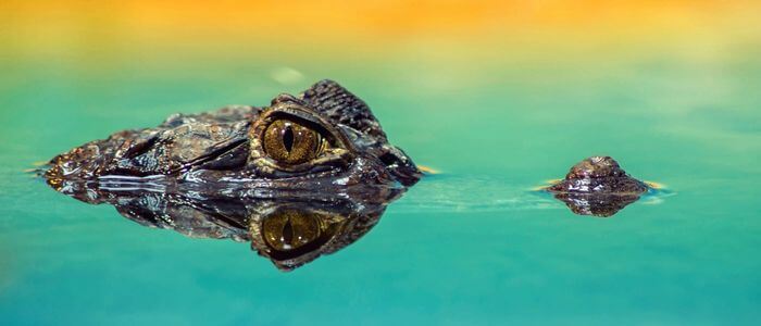 what to do if you see an alligator while kayaking
